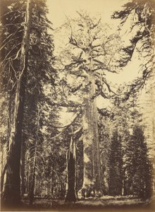 Sequoia Gigantea door Carleton E. Watkins